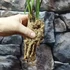 Kép 4/7 - Cymbidium ensifolium 'Jade Flower'