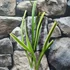 Kép 2/7 - Cymbidium ensifolium 'Jade Flower'