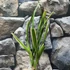 Kép 5/7 - Cymbidium ensifolium 'Jade Flower'