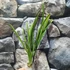 Kép 6/7 - Cymbidium ensifolium 'Jade Flower'