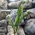 Kép 7/7 - Cymbidium ensifolium 'Jade Flower'
