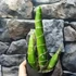 Kép 2/8 - Catasetum planiceps