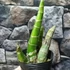 Kép 4/8 - Catasetum planiceps