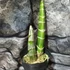 Kép 5/8 - Catasetum planiceps