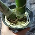 Kép 6/8 - Catasetum planiceps