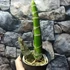 Kép 7/8 - Catasetum planiceps