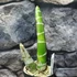 Kép 8/8 - Catasetum planiceps