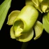 Kép 1/8 - Catasetum planiceps