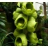 Kép 3/8 - Catasetum planiceps