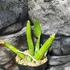 Kép 2/6 - Schomburgkia thomsoniana