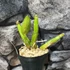Kép 3/6 - Schomburgkia thomsoniana