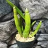 Kép 4/6 - Schomburgkia thomsoniana