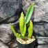 Kép 6/6 - Schomburgkia thomsoniana