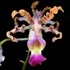 Kép 1/6 - Schomburgkia thomsoniana