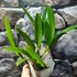 Kép 2/5 - Blc. Hawaii Stars 'Only One'