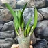Kép 3/5 - Blc. Hawaii Stars 'Only One'