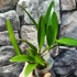 Kép 4/5 - Blc. Hawaii Stars 'Only One'