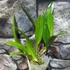 Kép 5/5 - Blc. Hawaii Stars 'Only One'