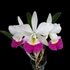 Kép 1/5 - Blc. Hawaii Stars 'Only One'