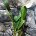 Kép 5/6 - Rth. Qing Ming Beauty