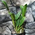 Kép 6/6 - Rth. Qing Ming Beauty