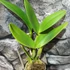 Kép 4/5 - Rlc. Hsinying Fantasy x loddigesii