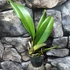Kép 2/4 - Rlc. Shinfong Beauty