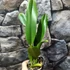 Kép 3/4 - Rlc. Shinfong Beauty