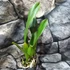 Kép 4/4 - Rlc. Shinfong Beauty
