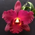 Kép 1/4 - Rlc. Shinfong Beauty