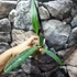 Kép 4/7 - Cattleya Eldorado Semi-alba 'Caracas' x Cattleya violacea var. Coerulea