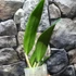 Kép 6/7 - Cattleya Eldorado Semi-alba 'Caracas' x Cattleya violacea var. Coerulea