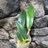 Kép 3/7 - Cattleya Eldorado Semi-alba 'Caracas' x Cattleya violacea var. Coerulea