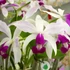 Kép 1/7 - Cattleya Eldorado Semi-alba 'Caracas' x Cattleya violacea var. Coerulea