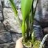 Kép 2/7 - Rlc. Shin Shiang Diamond