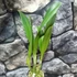 Kép 6/7 - Rlc. Shin Shiang Diamond