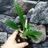 Kép 2/7 - Cattleya luteola 'Quintal' 4N C. dowiana