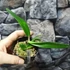 Kép 3/7 - Cattleya luteola 'Quintal' 4N C. dowiana