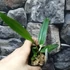 Kép 5/7 - Cattleya luteola 'Quintal' 4N C. dowiana
