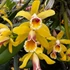 Kép 1/7 - Cattleya luteola 'Quintal' 4N C. dowiana