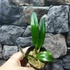 Kép 6/7 - Cattleya luteola 'Quintal' 4N C. dowiana