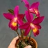 Kép 1/6 - Cattleya (Button Top x Bc. Morning Glory) 'Little Jolie'