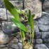 Kép 12/16 - Epidendrum ciliare, levirágzott