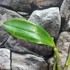 Kép 9/16 - Epidendrum ciliare, levirágzott