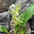Kép 10/16 - Epidendrum ciliare, levirágzott