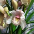 Kép 3/12 - Cymbidium rózsaszín,  3 virágszálas