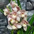 Kép 12/12 - Cymbidium rózsaszín,  3 virágszálas