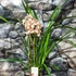 Kép 4/12 - Cymbidium rózsaszín,  3 virágszálas