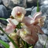 Kép 5/12 - Cymbidium rózsaszín,  3 virágszálas