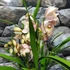 Kép 6/12 - Cymbidium rózsaszín,  3 virágszálas